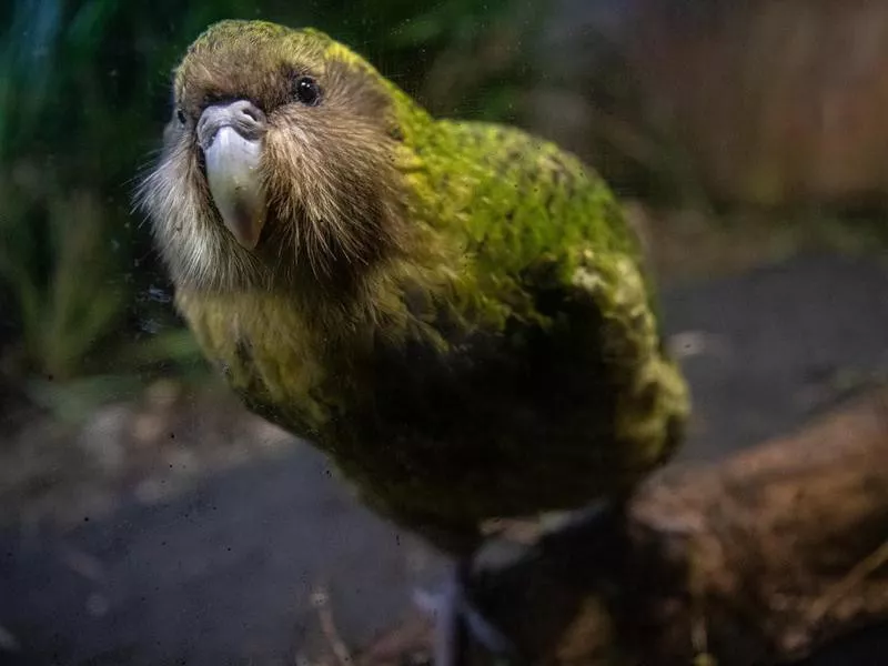 Kakapo