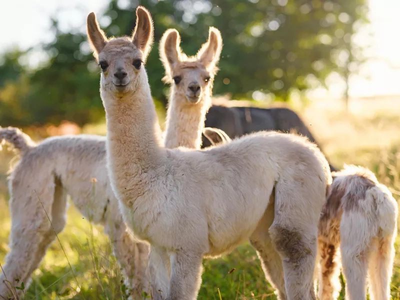 grey, brown and black alpacas walking and grazing on grassy hill