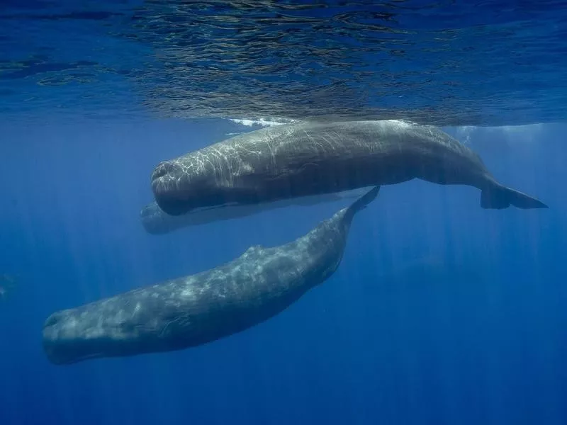 Sperm Whale