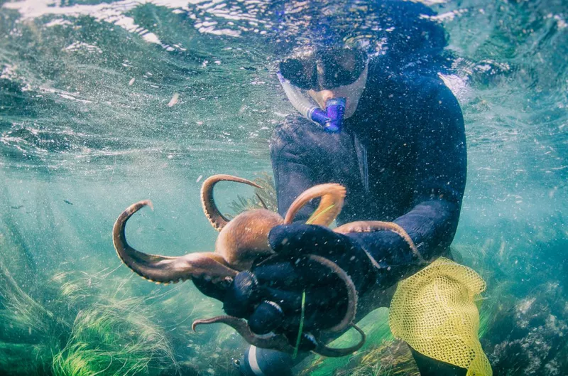 Catching an octopus