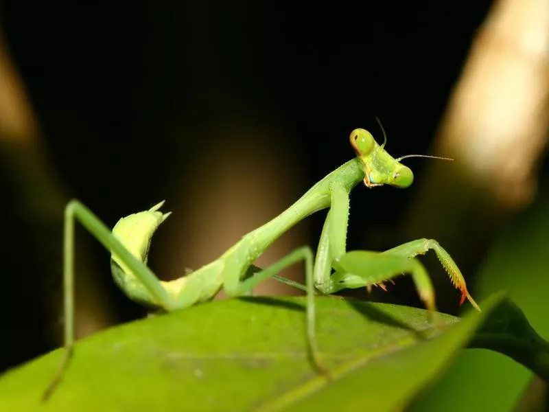 Praying Mantis