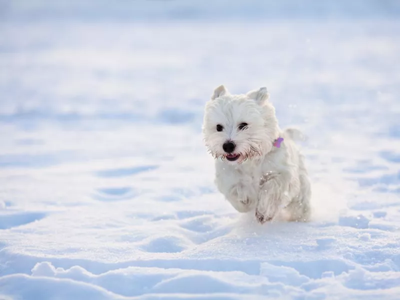 Westie playing outside in the snow