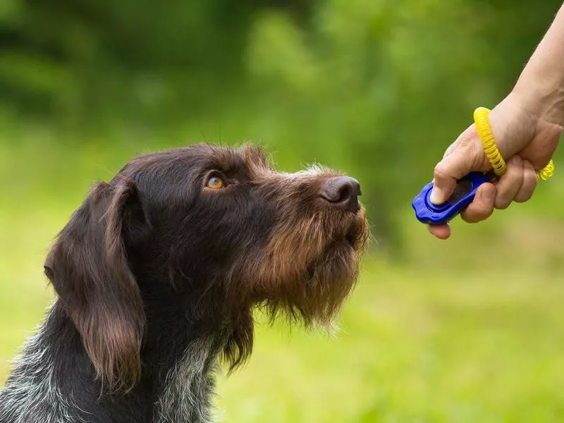 Dog listening to training clicker