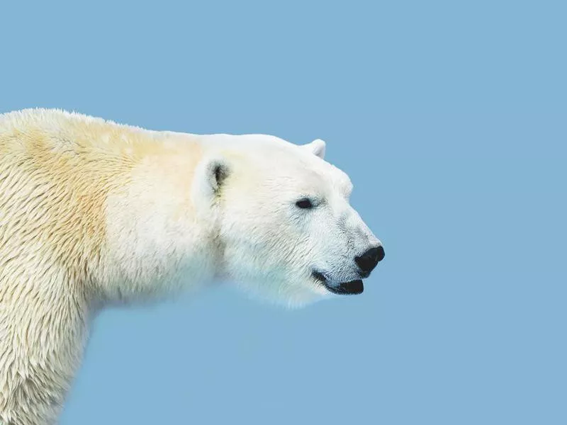 Male polar bear