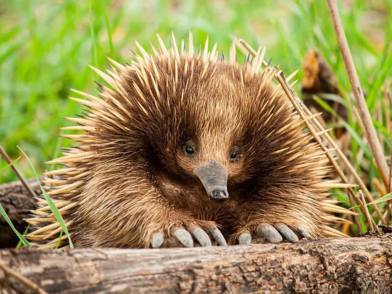 Echidna