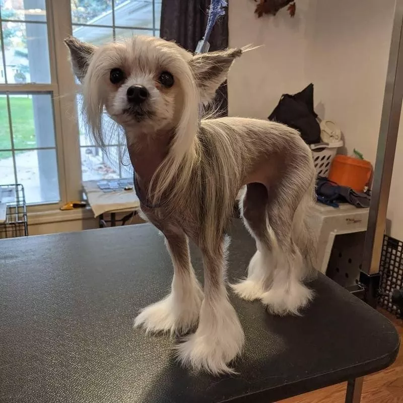 Chinese Crested Dog