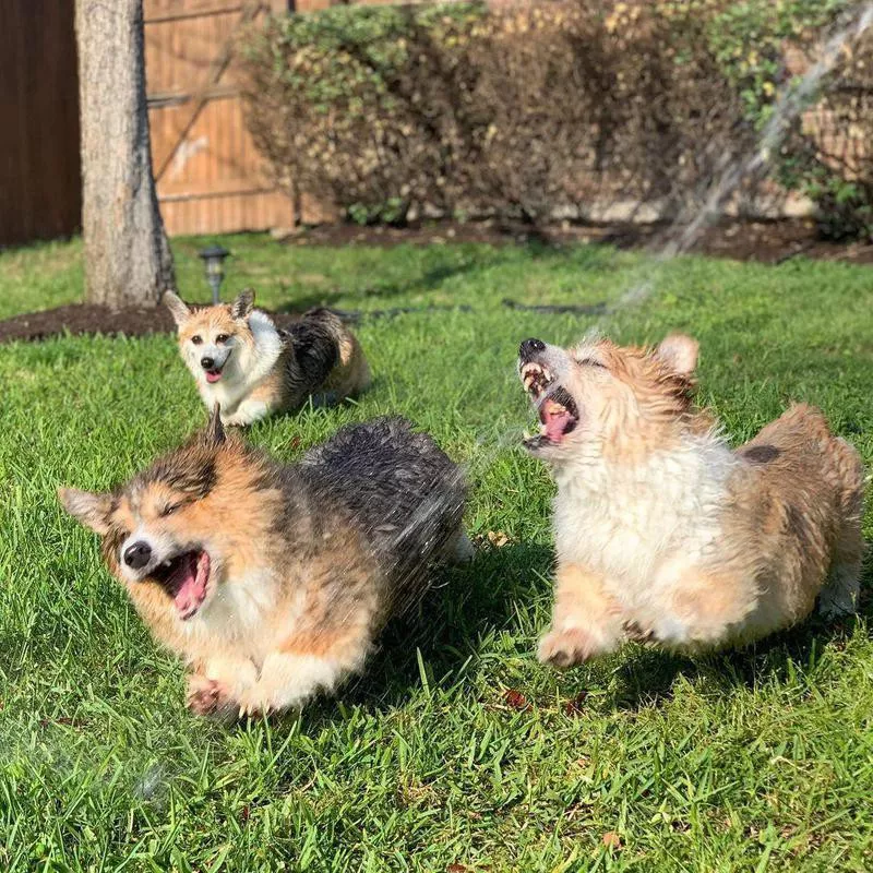 Corgies playing with water