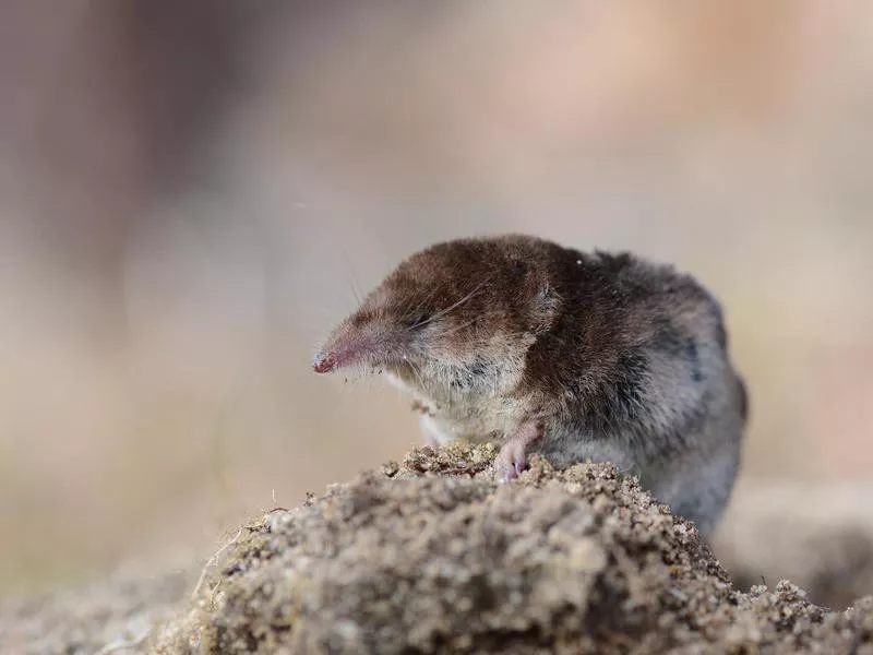 Etruscan Shrew