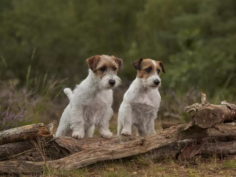 Jack Russel Terrier