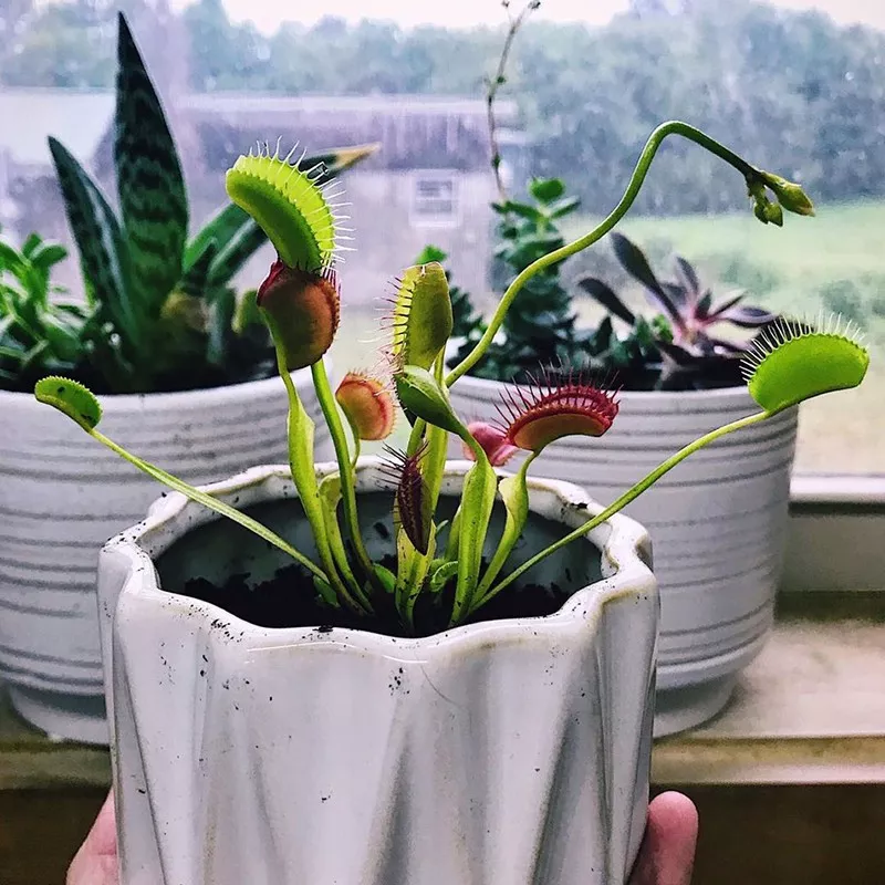 Venus Flytrap