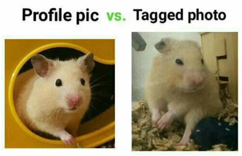 Cute social media memes