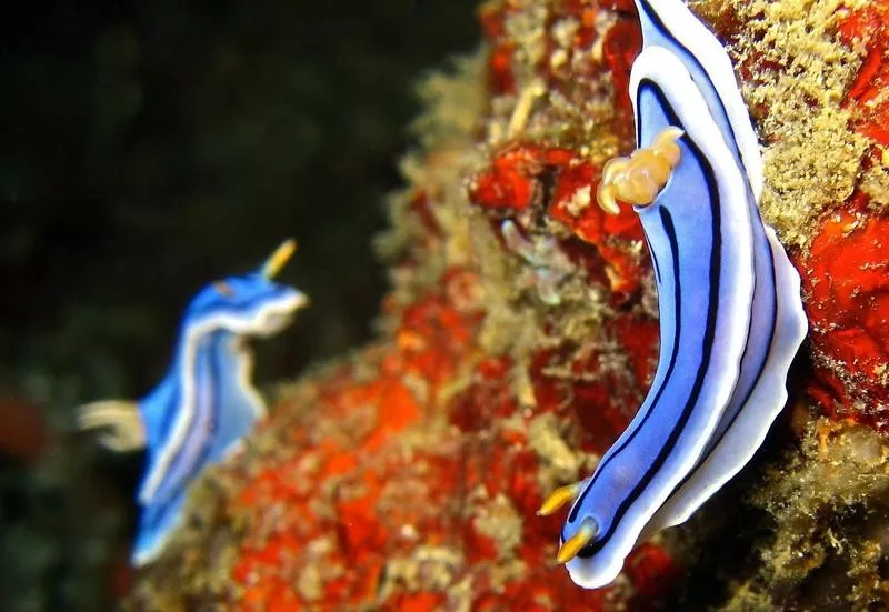 nudibranch