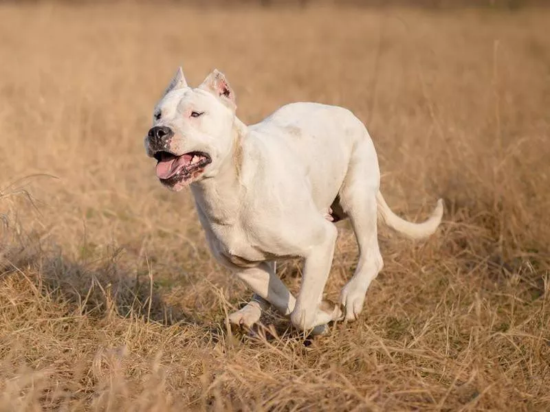 Dogo Argentino