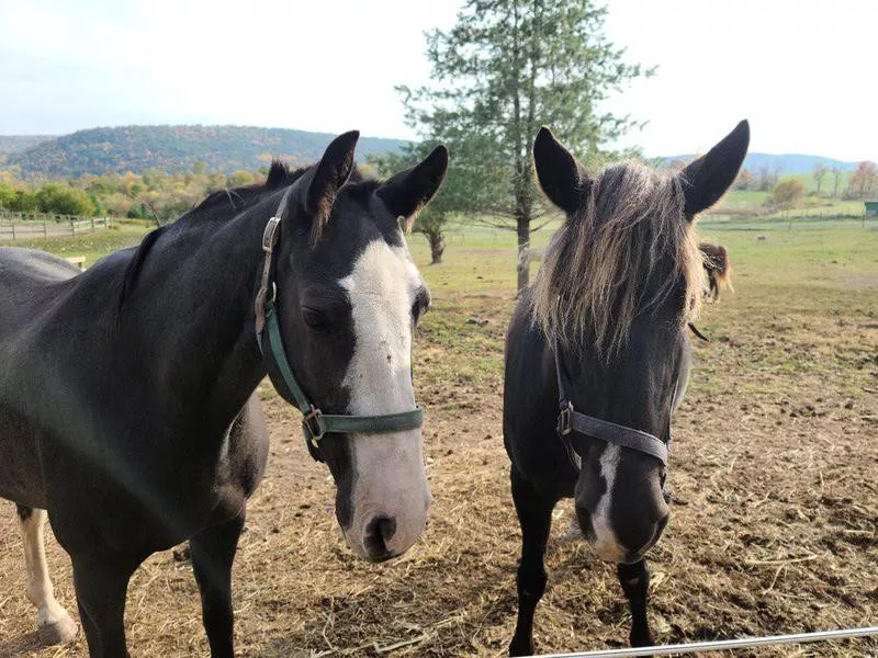 Wildfire Ranch Spiritual Retreat