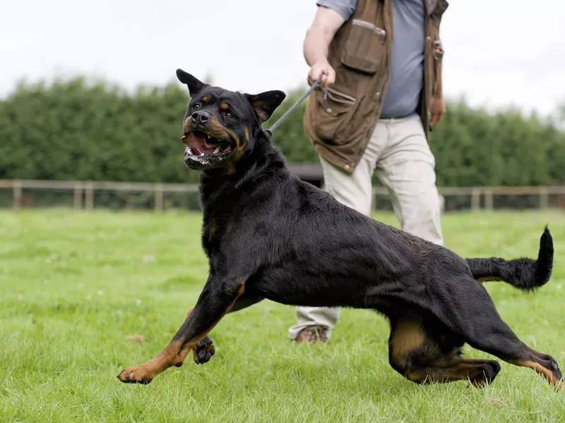 Training a Rottweiler