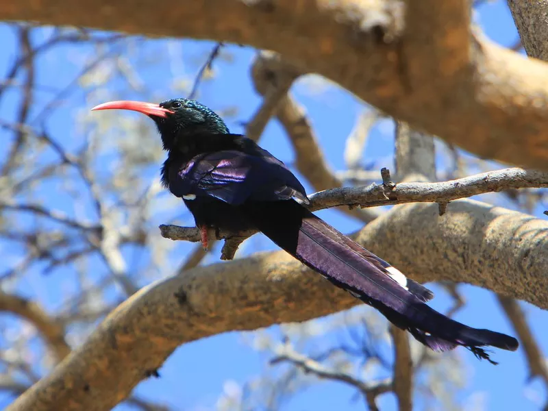 Green wood hoopoe