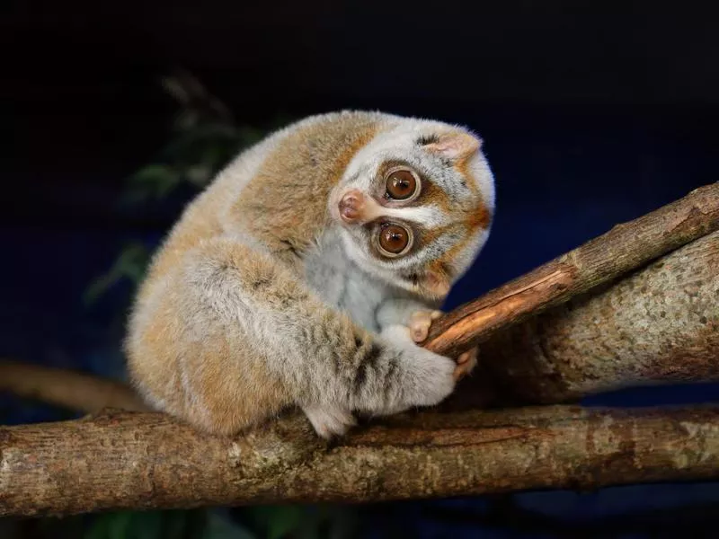 Slow Loris