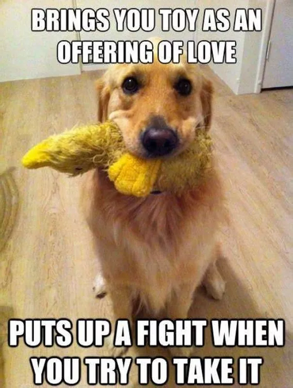 Dog offering toys