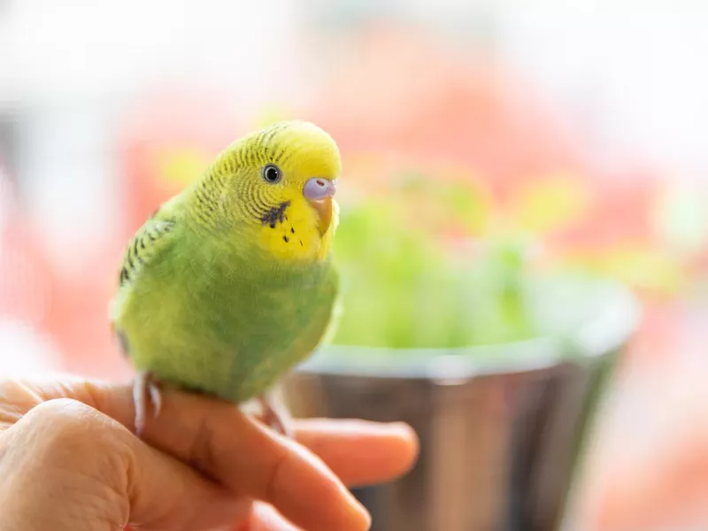 Parakeet