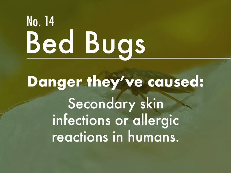 Bed Bug dangers