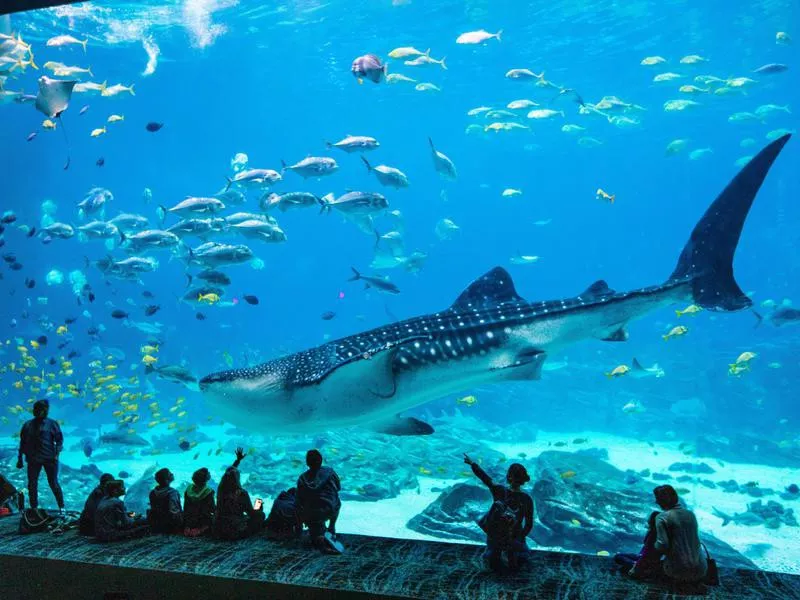 Georgia Aquarium