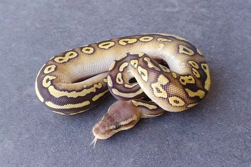 Monsoon Ball Python