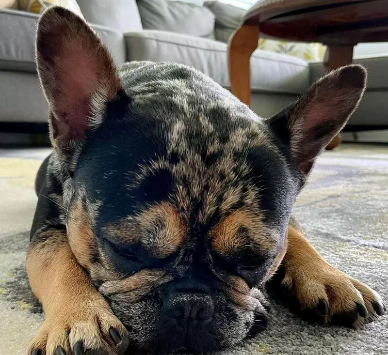 Sleeping French bulldog