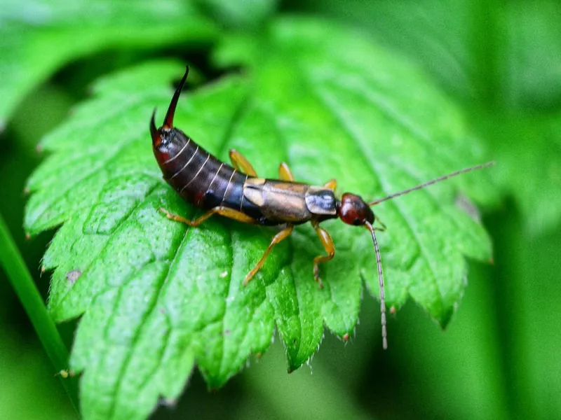 European earwigs have a bad odor