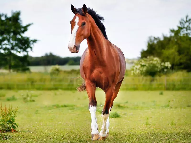 American Quarter Horse