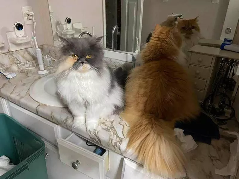 mirror cat