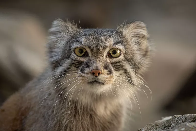 Moose the Pallas' cat at Columbus Zoo and Aquarium