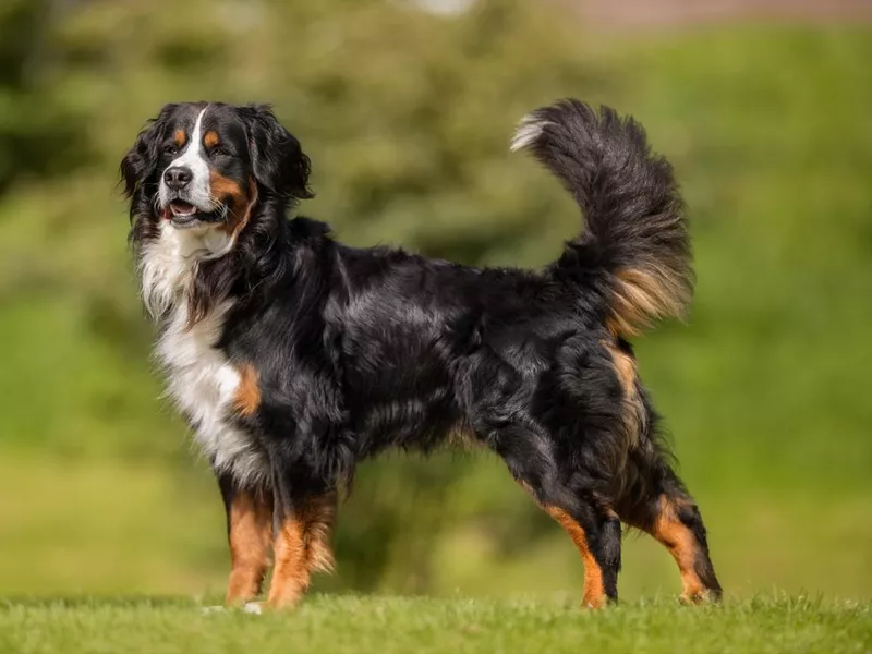 Bernese Mountain Dog