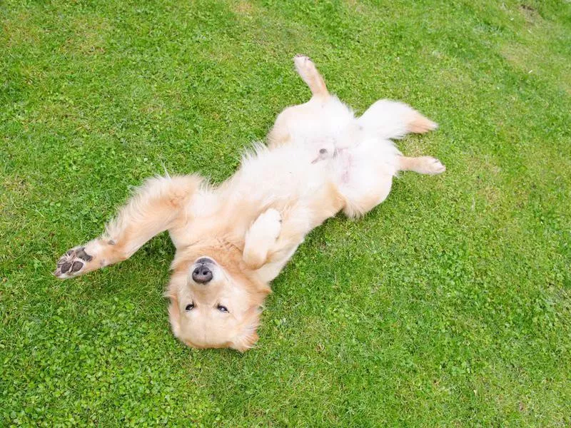 Golden retriever rolling around