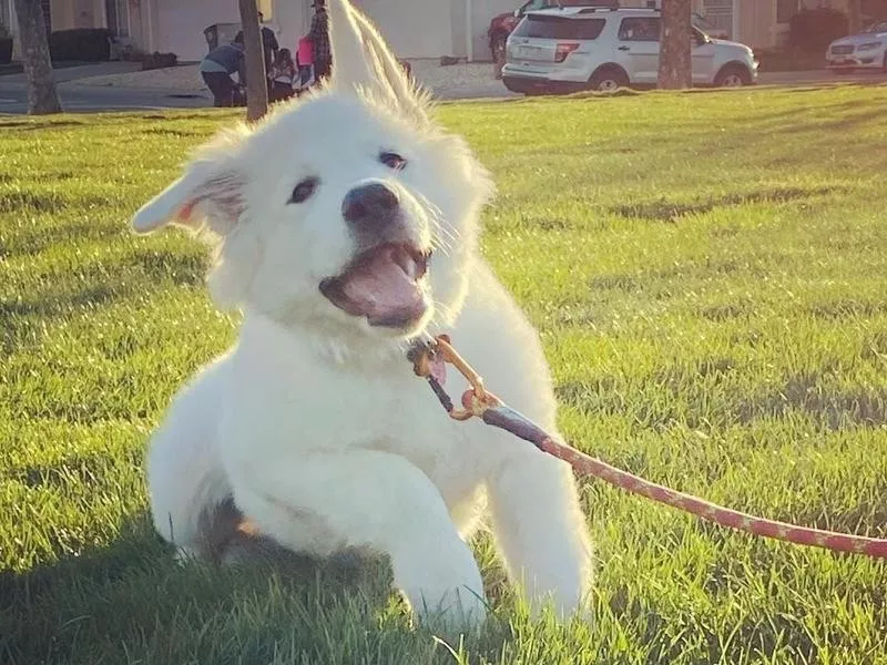 Great Pyrenees puppy