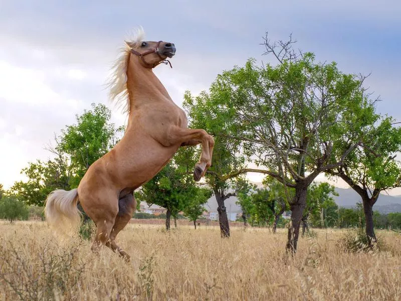 rearing powerful andalusian stallion in front of olive trees