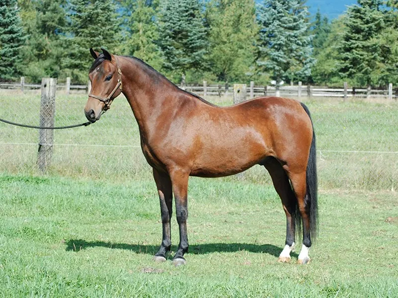 Morgan Horse