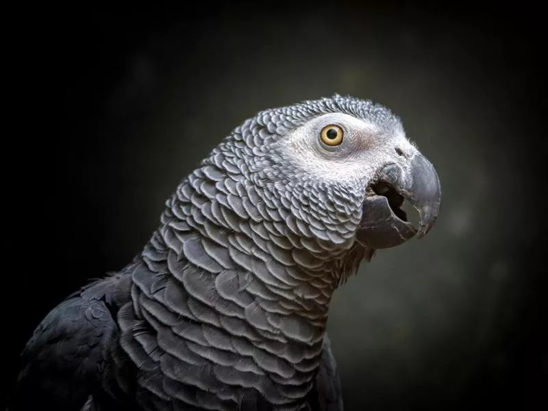 Timneh African Grey