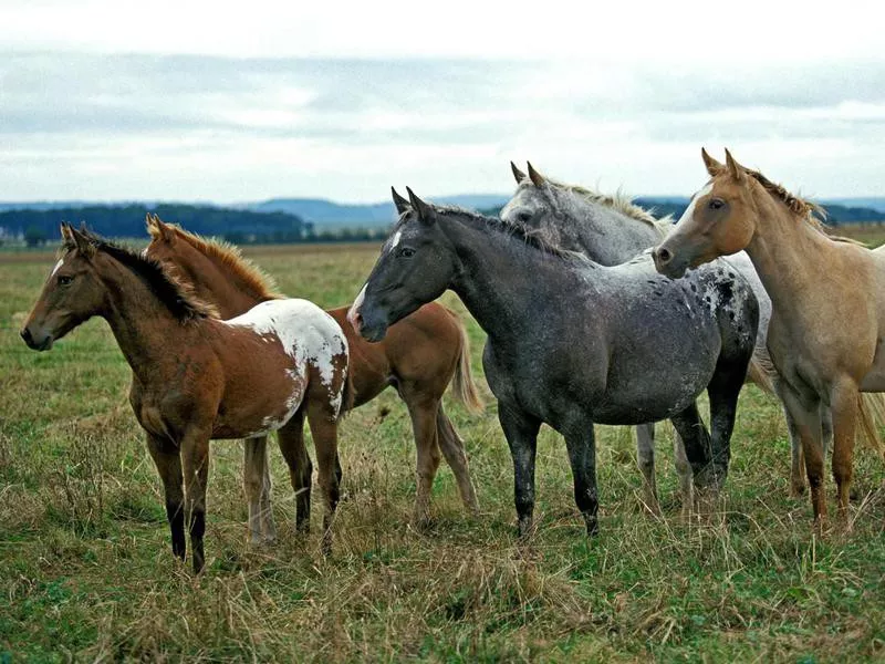 American Saddlebred