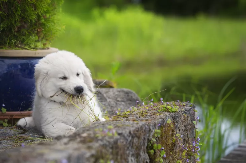 Dogs Eat Grass When They Are Sick