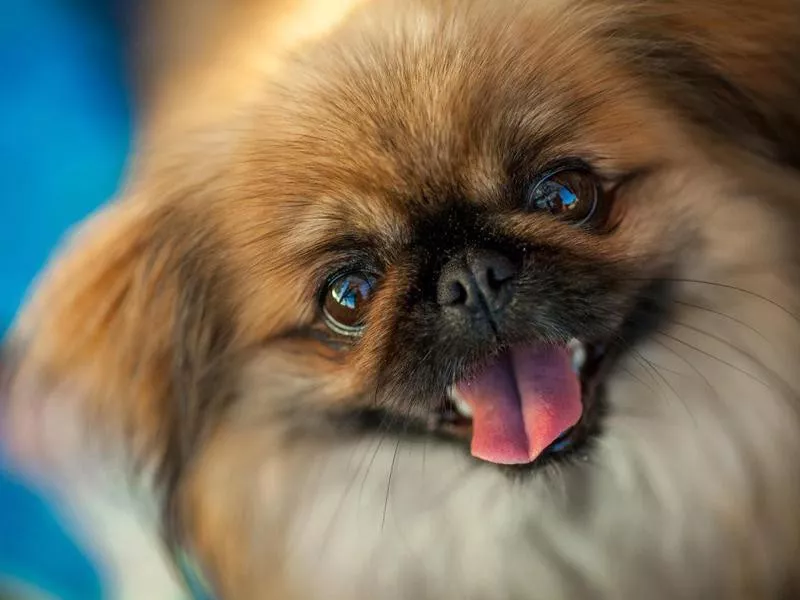 Pekingese Dog