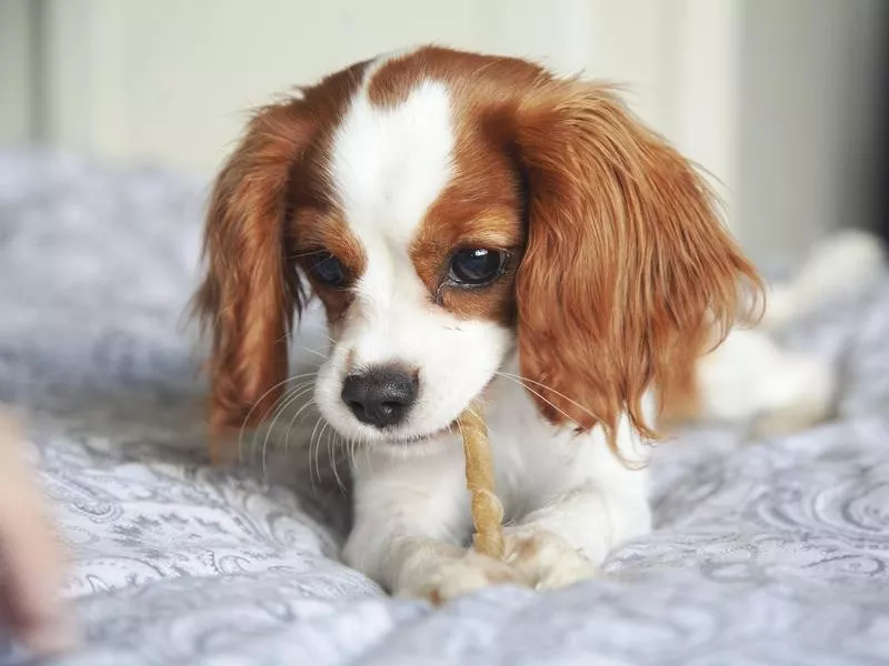 Cavalier King Charles Spaniel