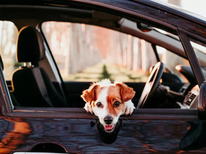 It’s OK to Leave Your Dog in a Car on a Hot Day If Your Windows Are Down