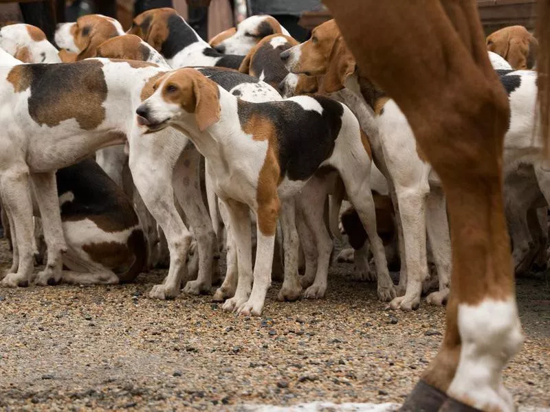 American Foxhound