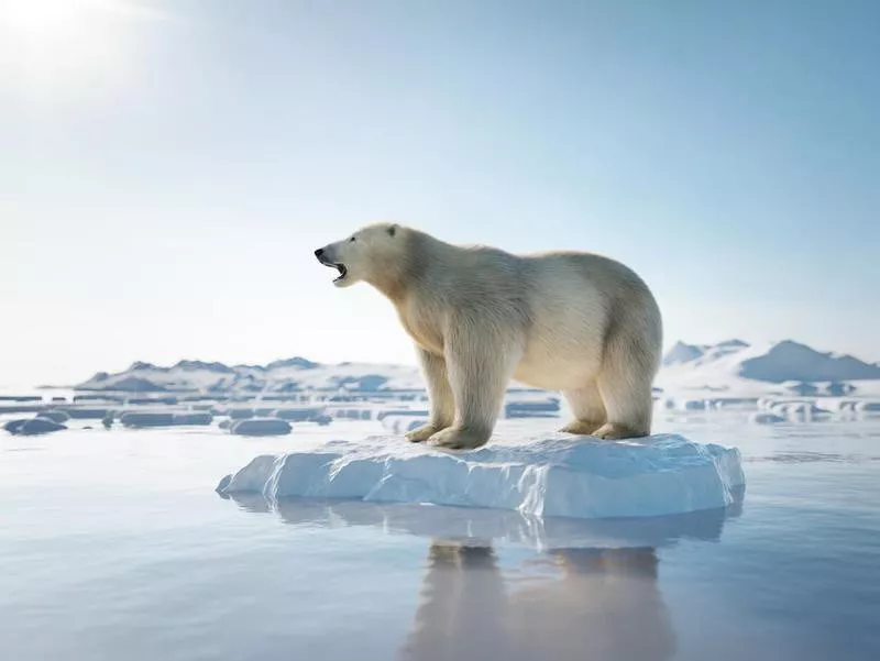 Polar bear on ice