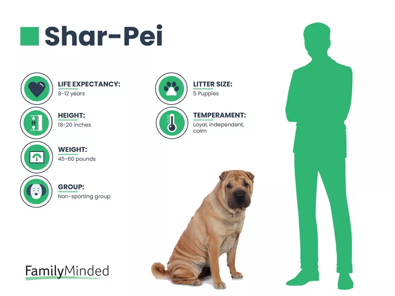 Shar Pei Breed