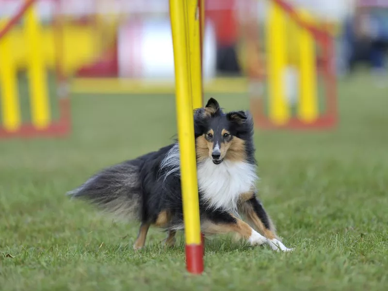 Sheltie