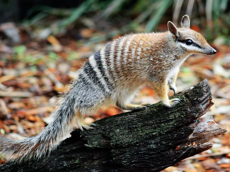 Numbat