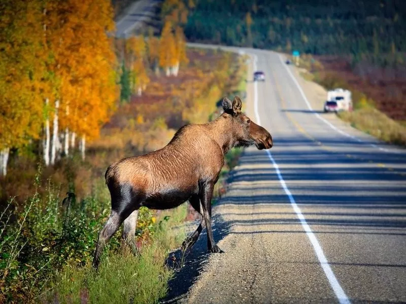 Moose crossing a road