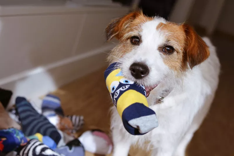 Jack Russell playing with socks