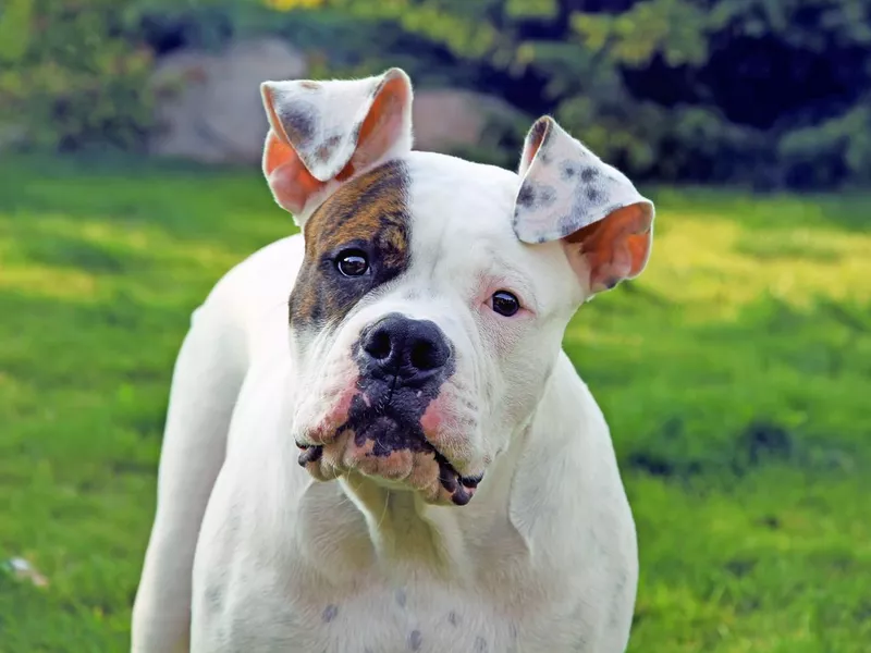 American bulldog looking at camera